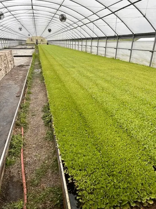 RBC tobacco plants
