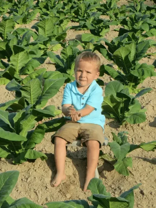 tobacco farming
